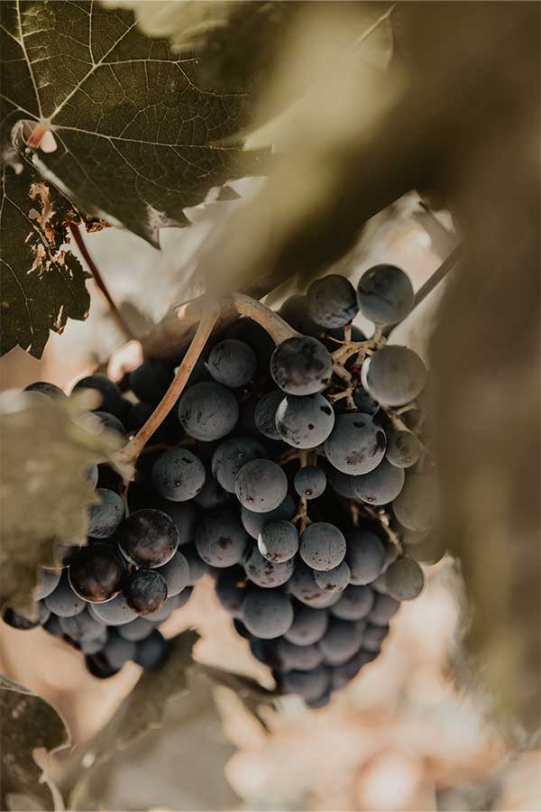 Bouteille de vin blanc de Bandol