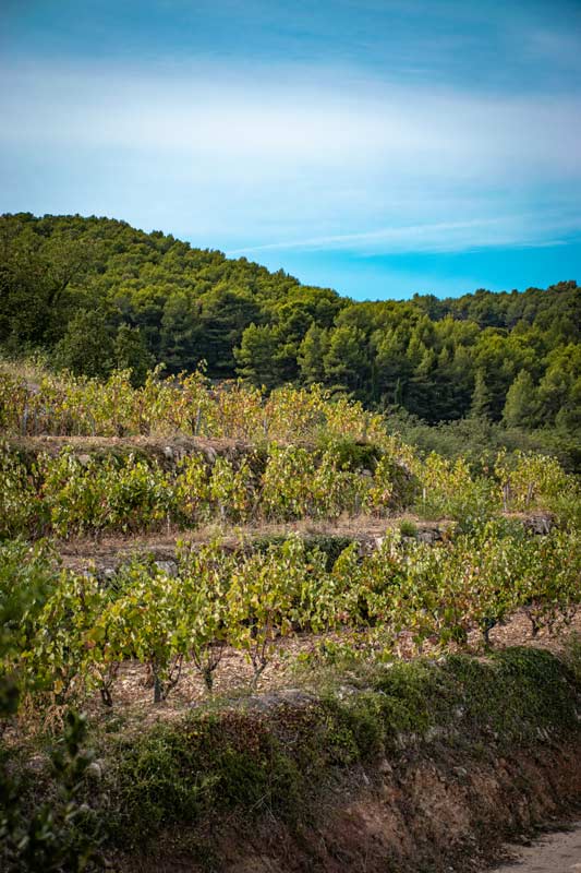 Bouteille de vin blanc de Bandol