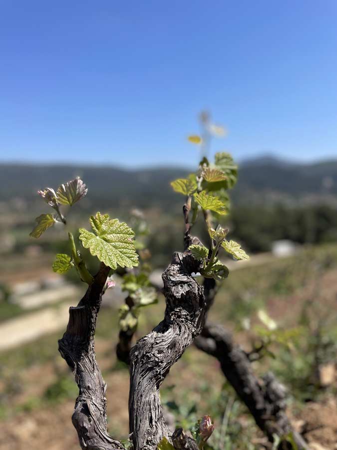 Bouteille de vin rouge de Bandol