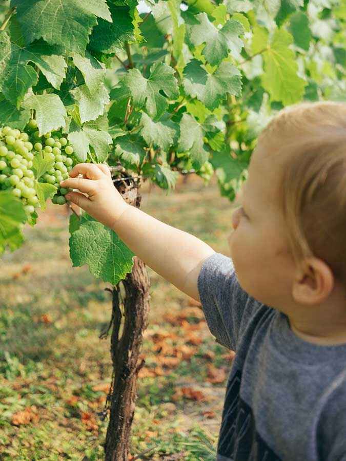 Bouteille de vin blanc de Bandol