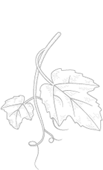 feuilles de vigne